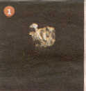 fosil1