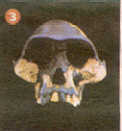 fosil3
