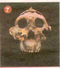 fosil7