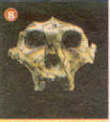 fosil8