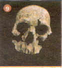 fosil9
