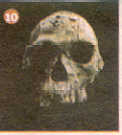 fosil10