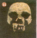 fosil11