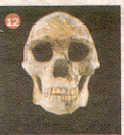 fosil12